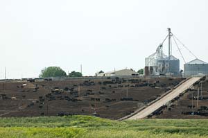 Gregory Feedlots